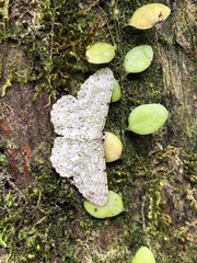 Catoria sublavaria