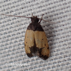 Tyrolimnas anthraconesa