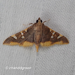 Prophantis adusta