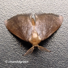 Spatulifimbria castaneiceps