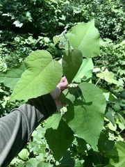 Populus × heimburgeri