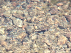 Richardsonius egregius