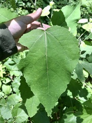 Populus × heimburgeri