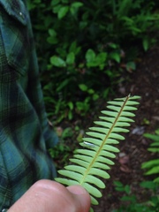 Eucalantica polita