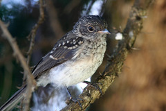 Melaenornis chocolatinus