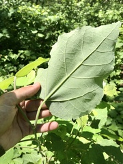Populus × heimburgeri