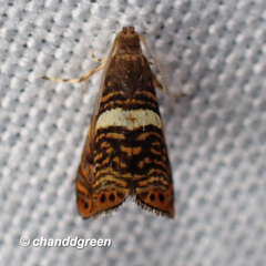 Hilarographa shehkonga