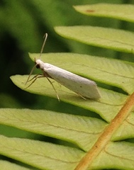 Eucalantica polita
