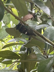Neotibicen lyricen virescens