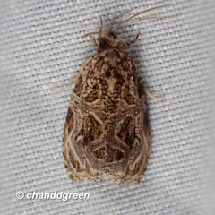 Phaecasiophora leechi