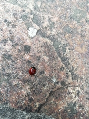 Coccinella septempunctata