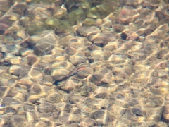 Richardsonius egregius