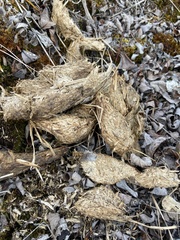 Ursus arctos horribilis