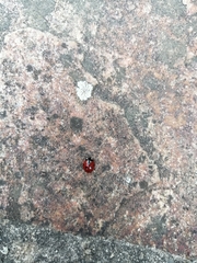 Coccinella septempunctata