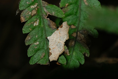 Prolophota trigonifera