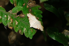 Prolophota trigonifera