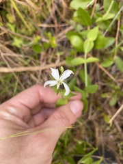 Sabatia difformis