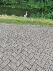 Ardea cinerea