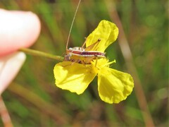 Odontoxiphidium apterum