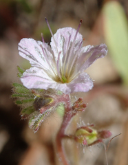 Phacelia austromontana
