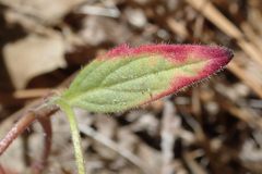Phacelia austromontana
