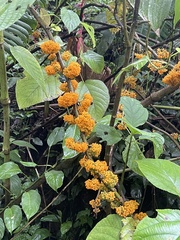 Urera caracasana