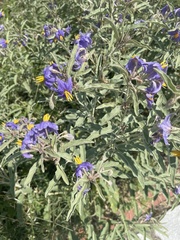 Solanum elaeagnifolium