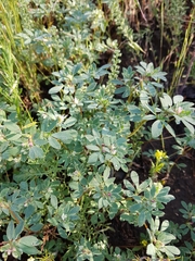Acmispon denticulatus