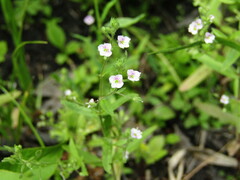 Veronica anagalloides