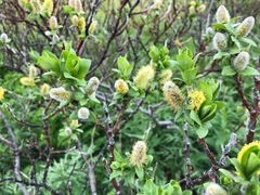 Salix commutata