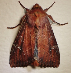 Apamea scoparia
