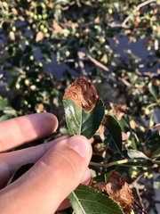 Profenusa canadensis