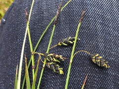 Carex rariflora