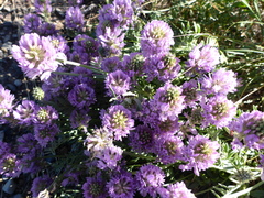 Astragalus laxmannii robustior