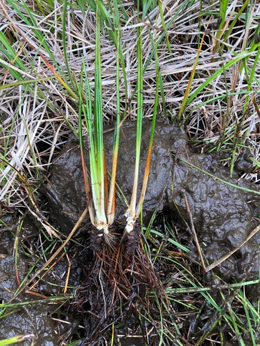 Western quillwort (Isoetes occidentalis)