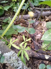 Ranunculus cassubicus