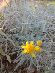 Picradeniopsis oppositifolia
