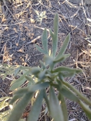 Picradeniopsis oppositifolia