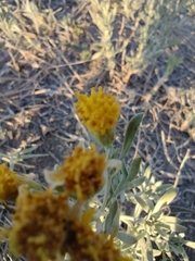 Picradeniopsis oppositifolia