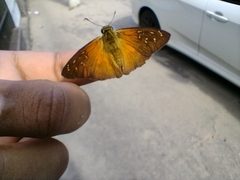 Augiades crinisus