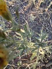 Picradeniopsis oppositifolia