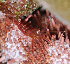 Lysmata argentopunctata