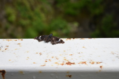 Kaniska canace nojaponicum