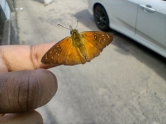 Augiades crinisus