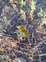 Picradeniopsis oppositifolia