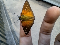 Augiades crinisus