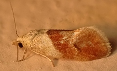 Phalonidia lepidana