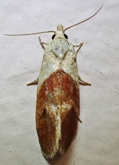 Phalonidia lepidana