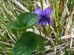 Viola langsdorffii