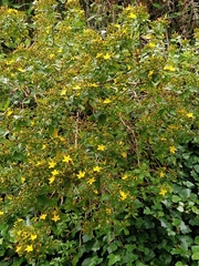 Hypericum glandulosum